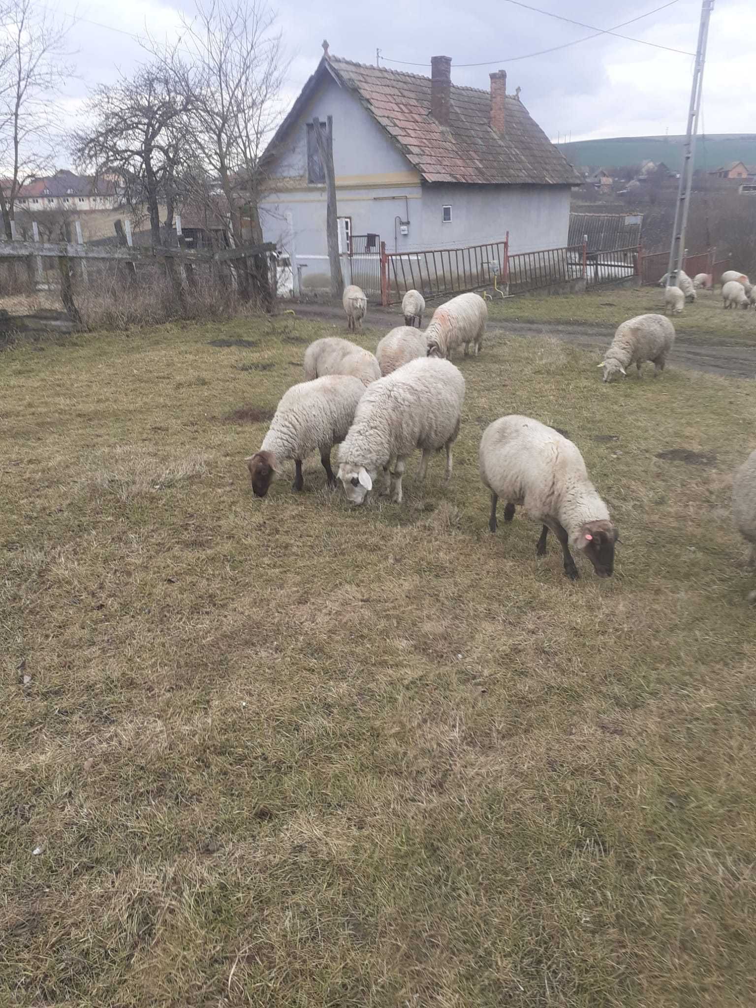 Oi suffolk,carabașe si birci