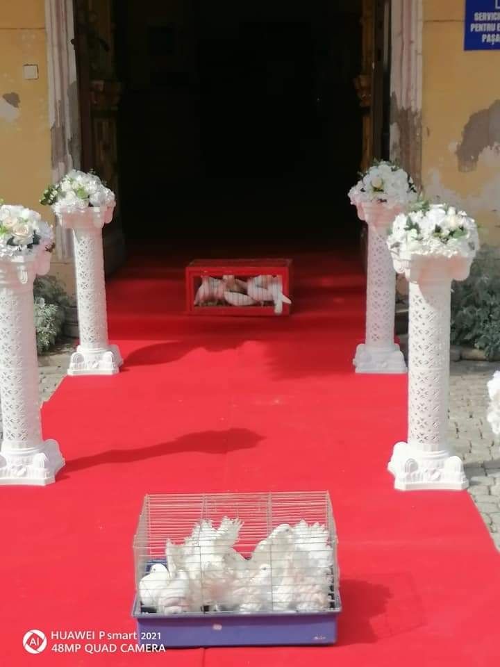 Porumbei evenimente Timișoara