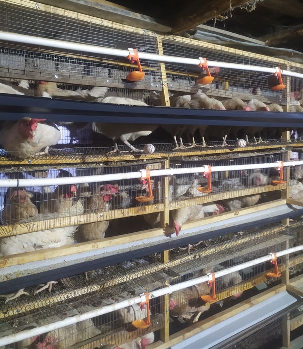 Ломан Сенди товуклар