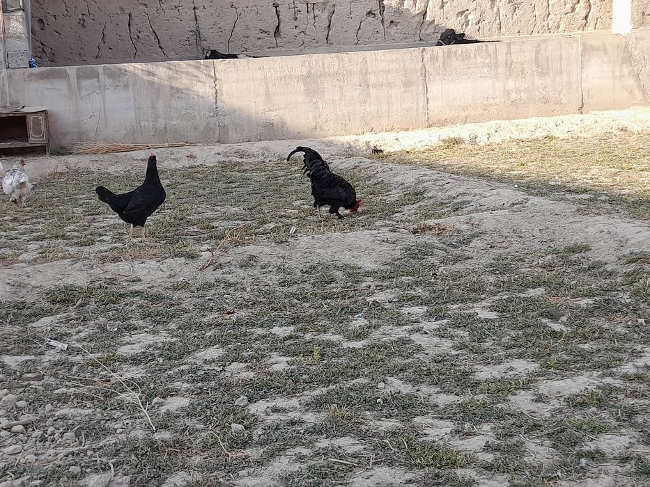 Tovuq xurozlar sotiladi