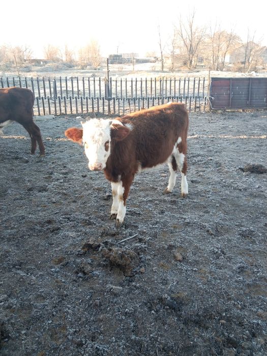 Баспақтар сатылады, бір еркек, екі ұрғашы