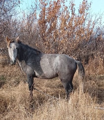 Продам жеребца  500 000тг