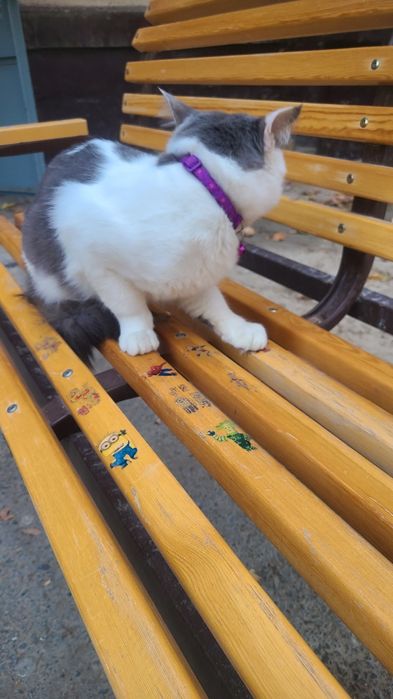 Mushuk beramza tekinga