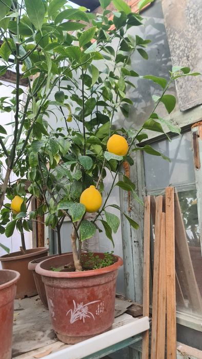 Xar xil turdagi gullarimiz sotuvda