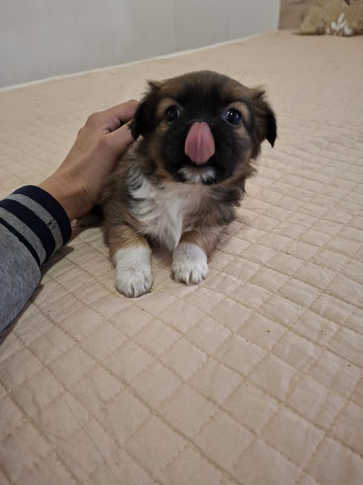 Две момичета пекинез 100 лв