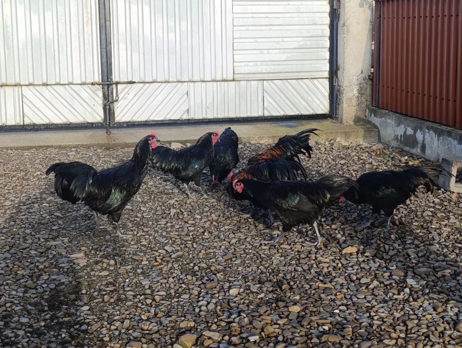 Vand cocosi Brahma portelan / cocosi Italieni