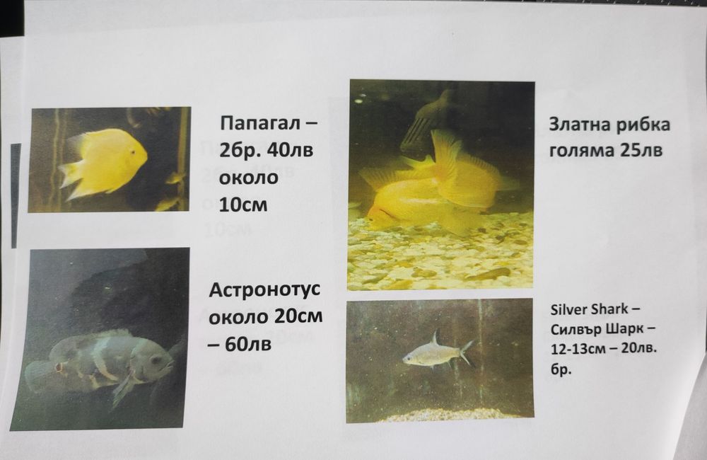 Декоративни рибки - възможен и бартер за растения - Само за гр.ВИДИН!!
