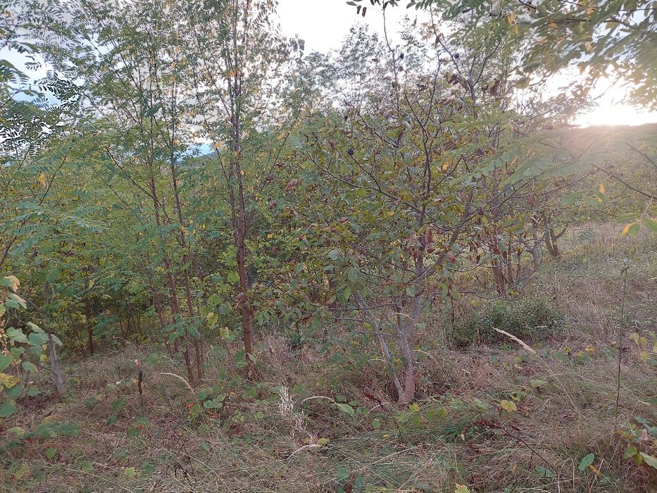 Taiere copaci și grădină