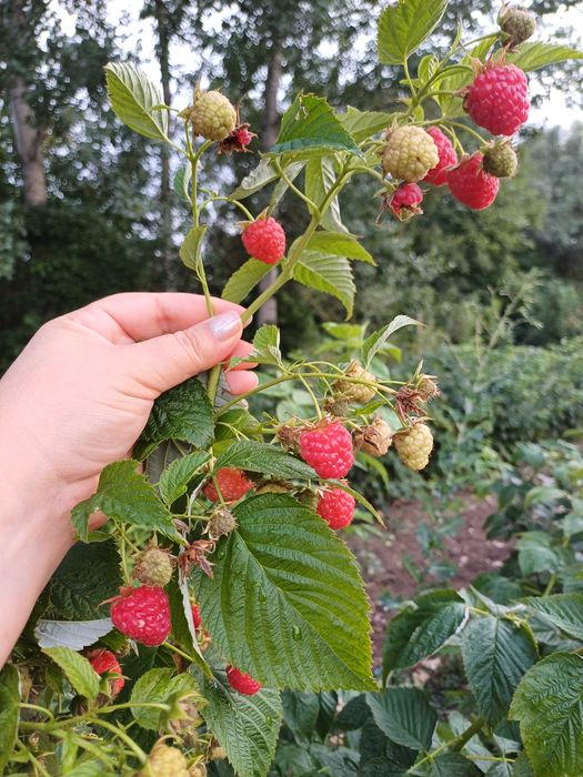 Продавам Разсад Малини Корени