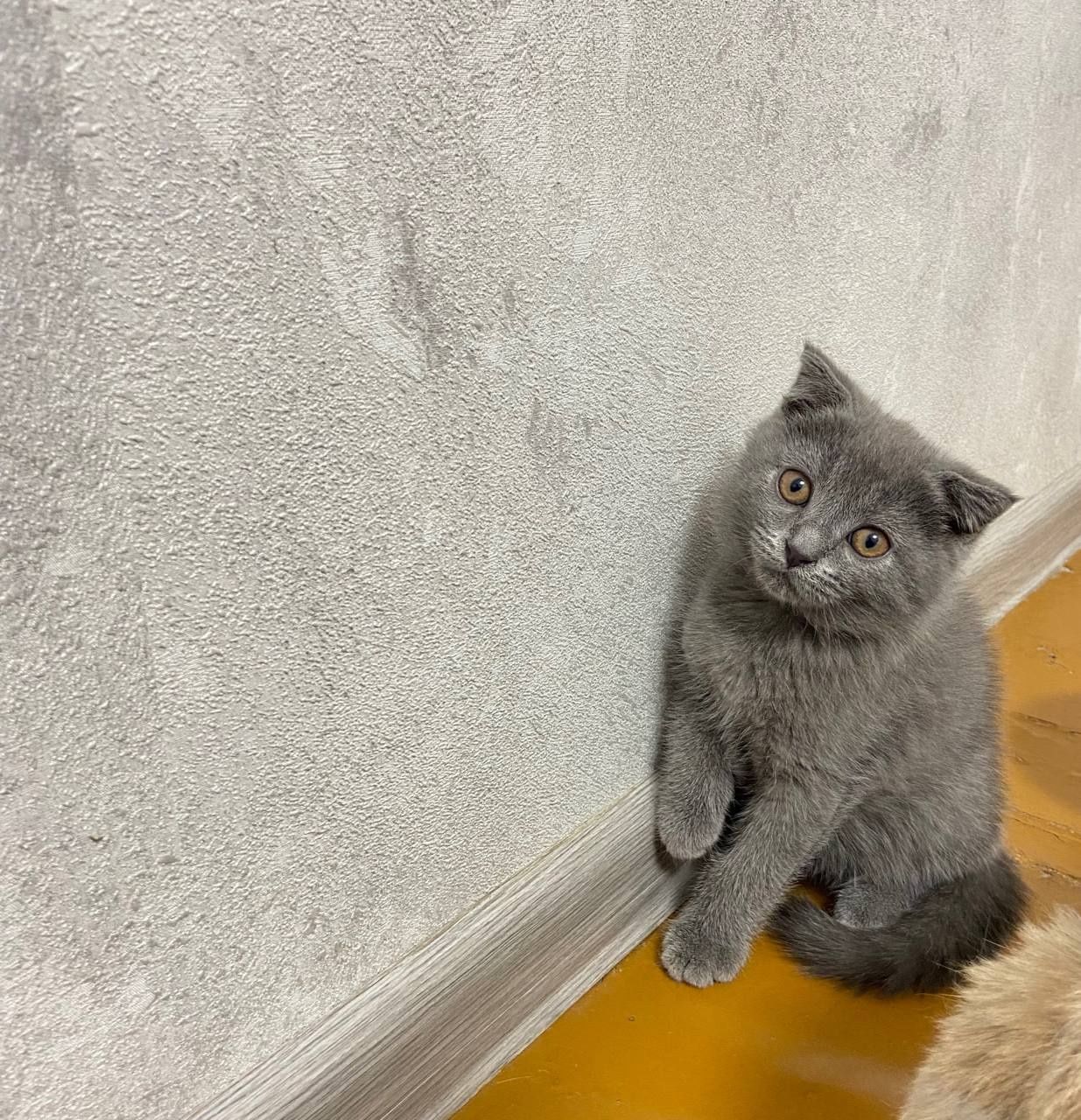 Котята  от правильной вязки ПРОДАЮТСЯ