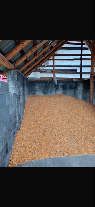 vand porumb boabe productie 2025