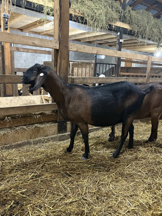 Capre AngloNubiene cu certificat de origine