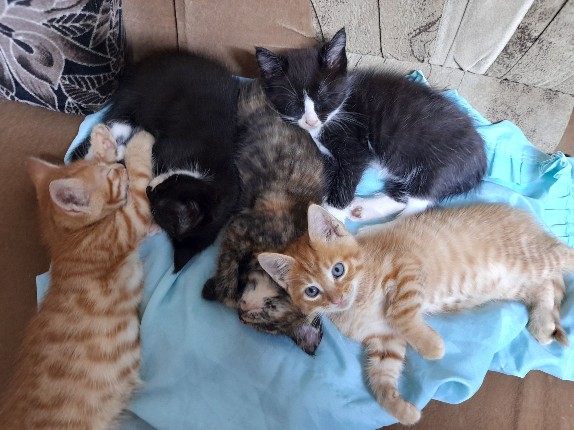 Котята Мэйн Кун.