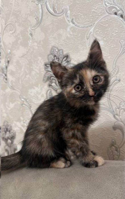 Отдам даром котенка