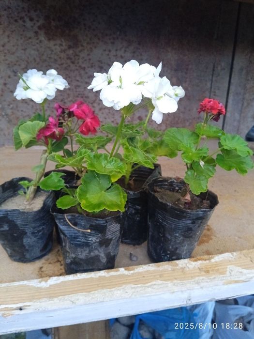 Герань многолетный