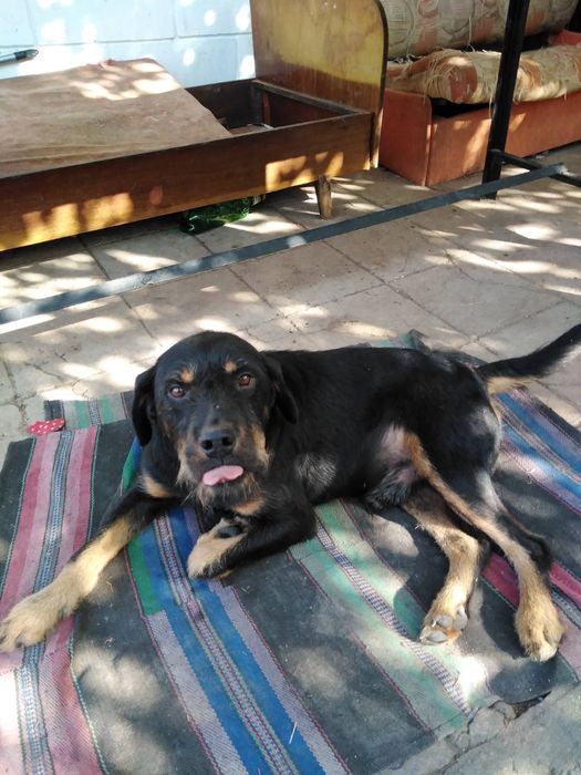 Подарявам две кучета