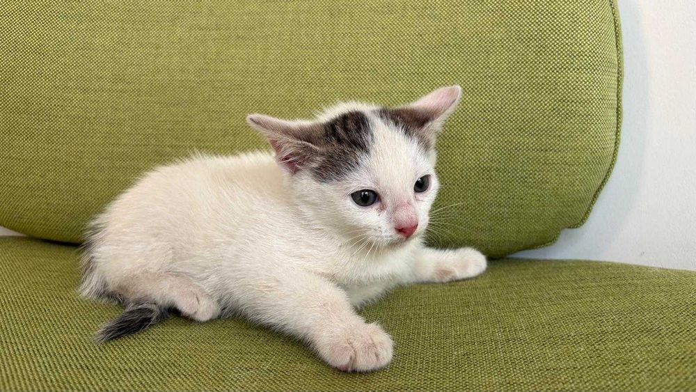 Pui de 5-6 saptamani pentru adoptie