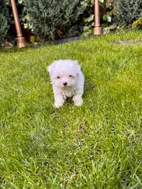 Bichon maltez baietel