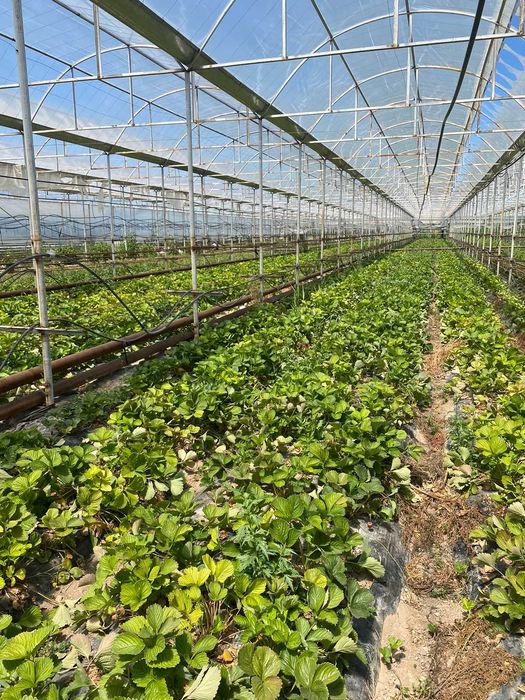 Теплица действующая, земля 2 Га, 4 Га, вдоль речки