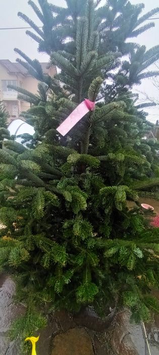 Brad de Crăciun (tăiat şi la ghiveci)