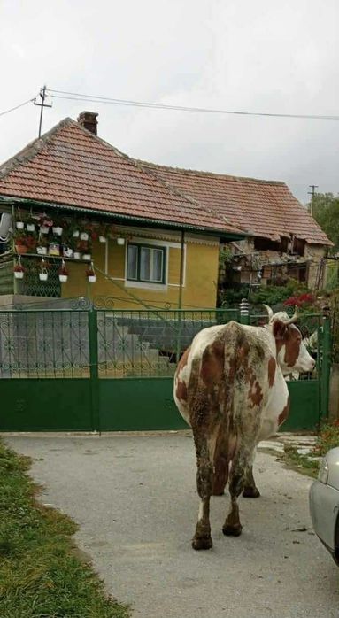 Vand vaca de lapte