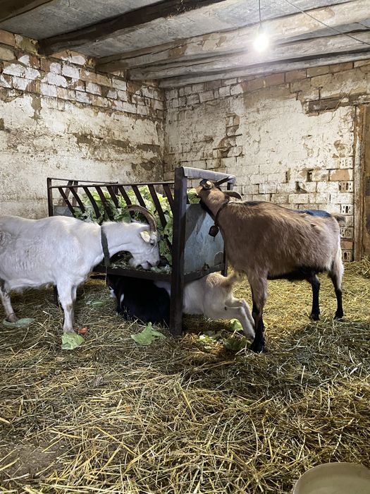 Свободни две кози две ярета и един пръч
