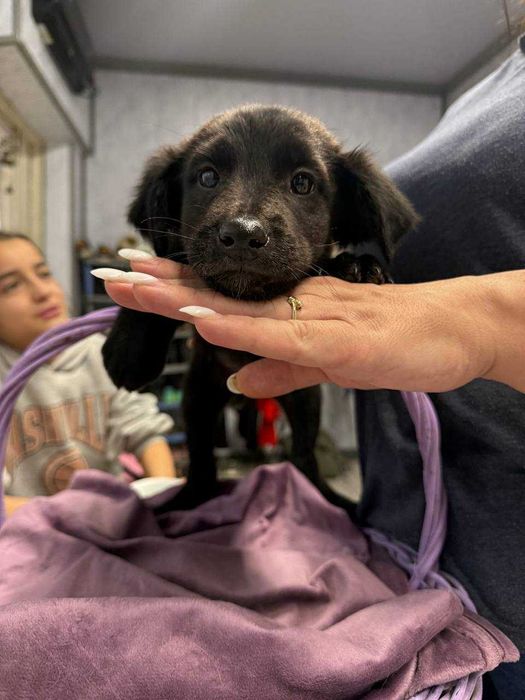 Щеночки в добрые руки породистые