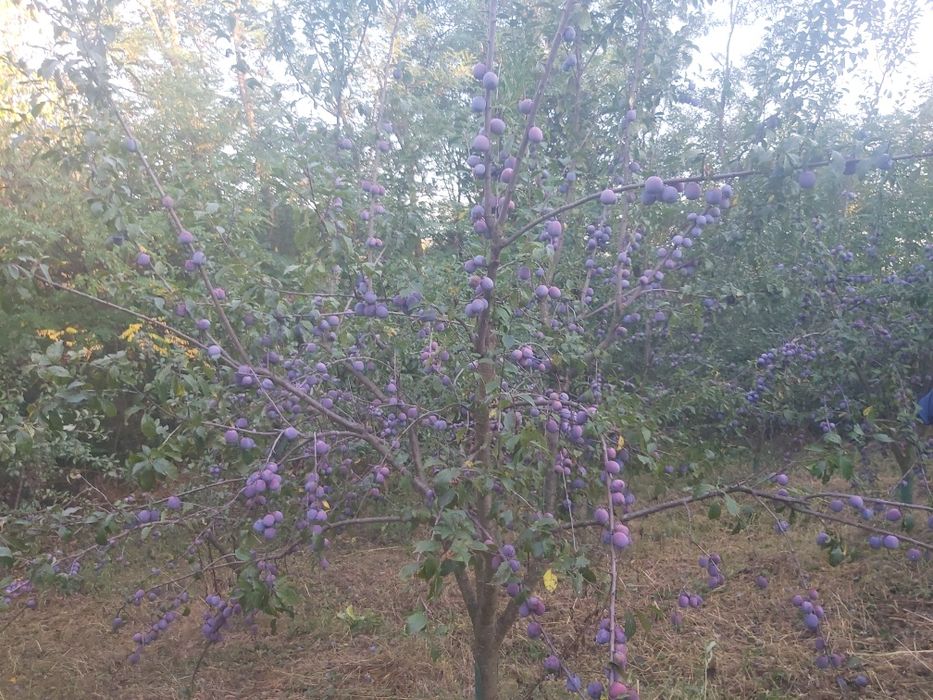 Prune anaspet bio,consum,tuica