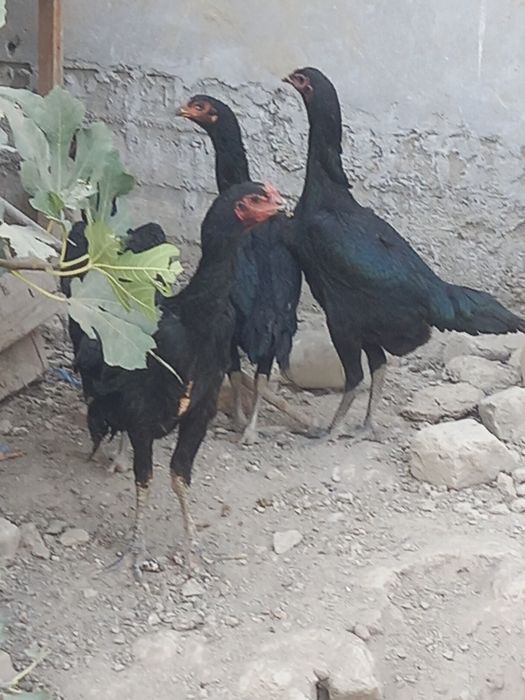 Корейский шамо тоза привазные жужа 6 один утди 1хуроз 3макион