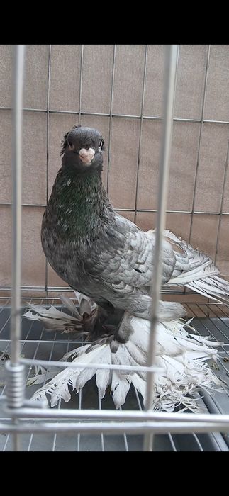 Челкарь самец молодой