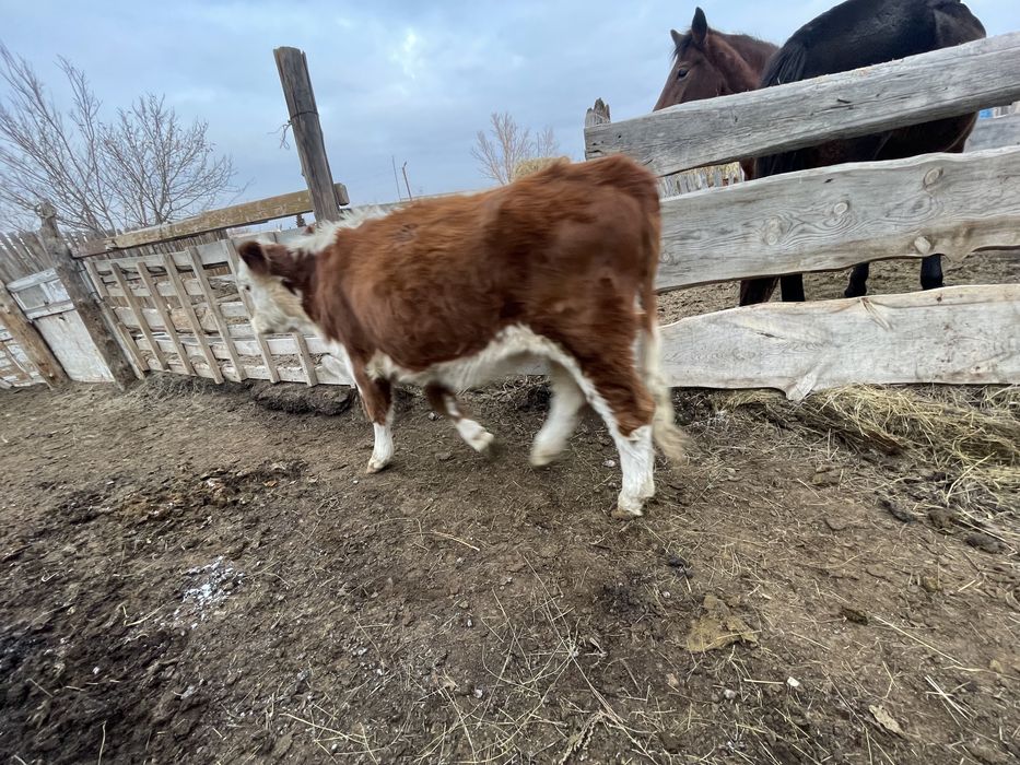 1,5 жасар тайынша сатылады