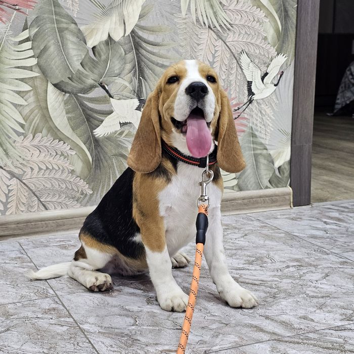 Породистая девочка бигль