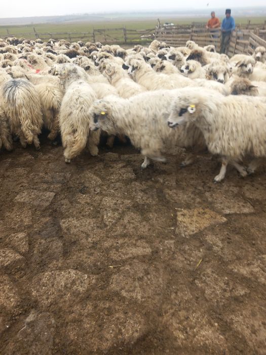 180 de oi de vinzare de ținut