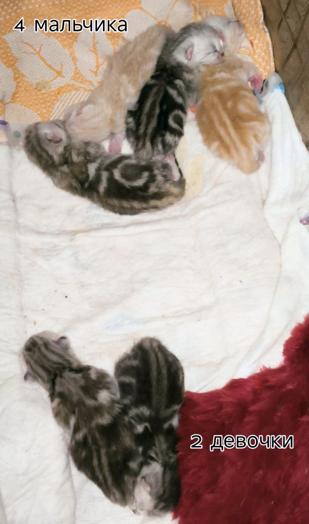 БРОНИРОВАНИЕ породистых котят шотландские прямоухие плюшки