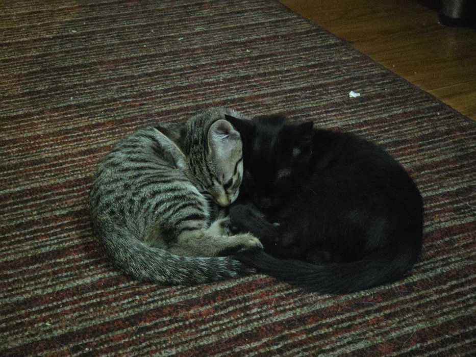 Отдам котят в хорошие руки