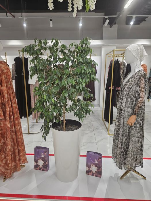 Фикус бенджамена