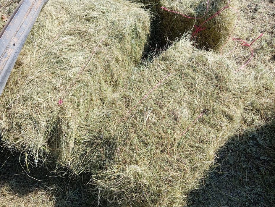 Продам  Сено этого года