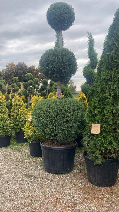 Spirale pompon etajate din leulandi