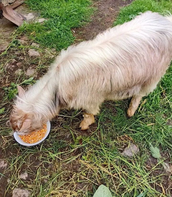 Țap ciut de vanzare