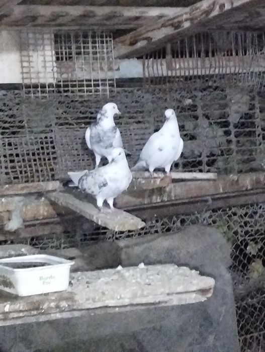 Jucători de birmingham