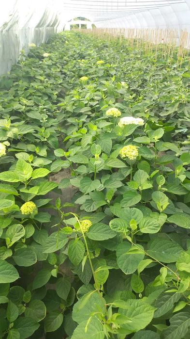 Plante ornamentale și fructiferi – Transformă-ți grădina cu noi!