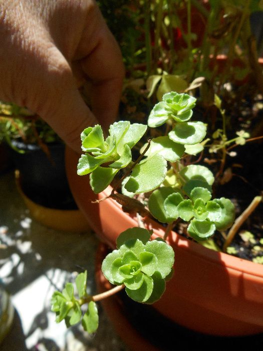 Floare planta suculenta ( sau sedum , avem si pui )