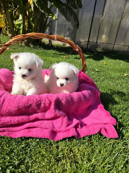 Померан померанче