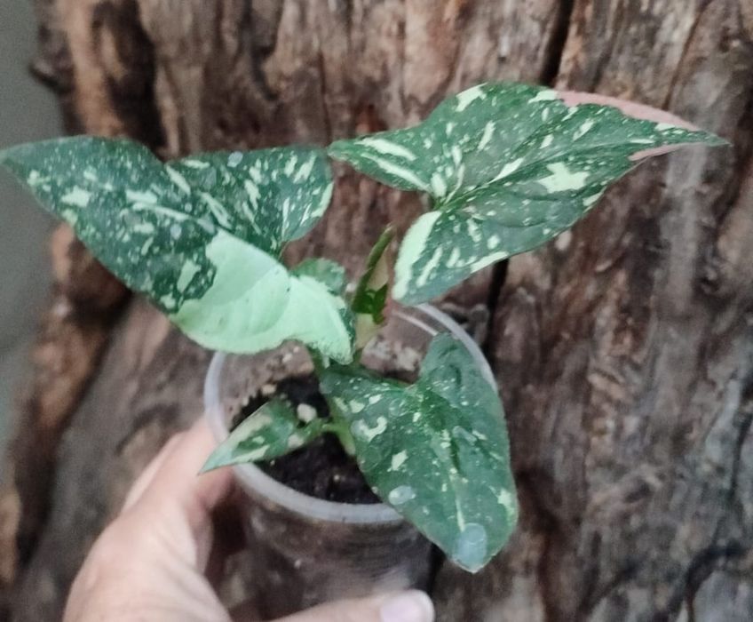 Сингониумы- растения комнатные