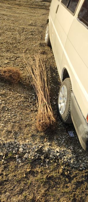 Puieți salcâm frasin tei fag carpen stejar mesteacăn plop brad molid