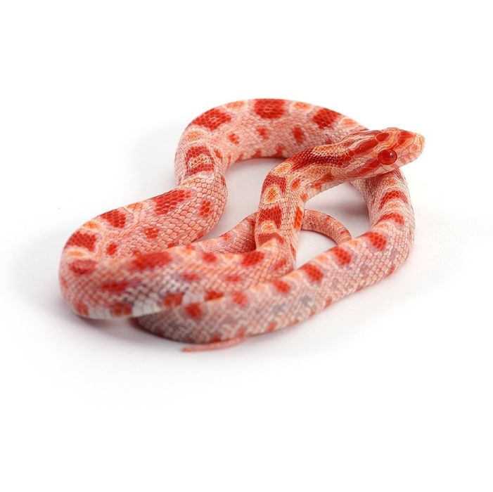 Маисовые полозы, ручные яркие змейки