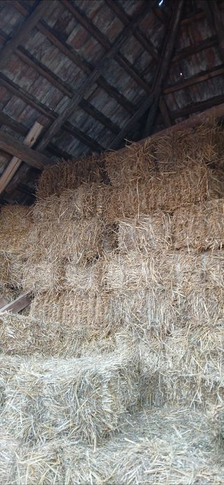 Baloti de paie de grau