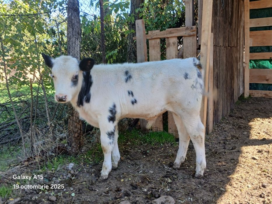 Vând,  Vitei mai multe informații  la numărul de telefon