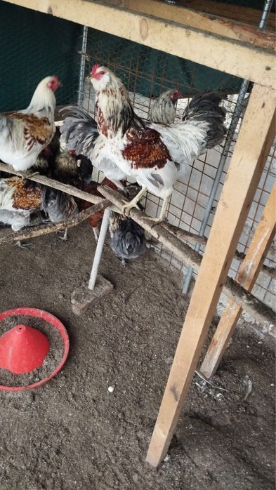 Vand cocosi ameraucana