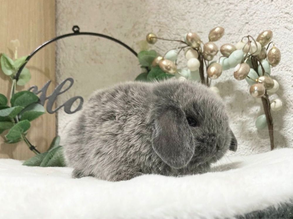 Iepuri pitici de companie berbec pitic/mini lop/holland lop